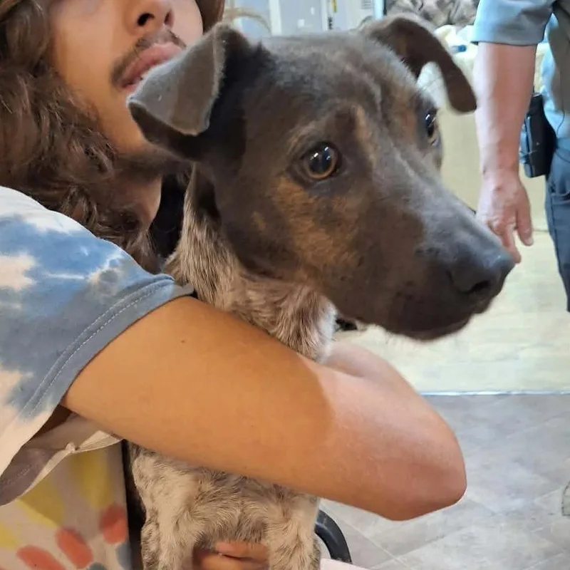 A young medium-sized male Gray / Blue / Silver Mixed Breed dog named Dawson for adoption in Boaz, AL