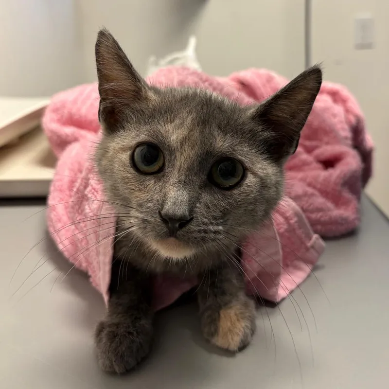 A baby small-sized female Gray / Blue / Silver Domestic Short Hair cat named Chai for adoption in Santa Barbara, CA
