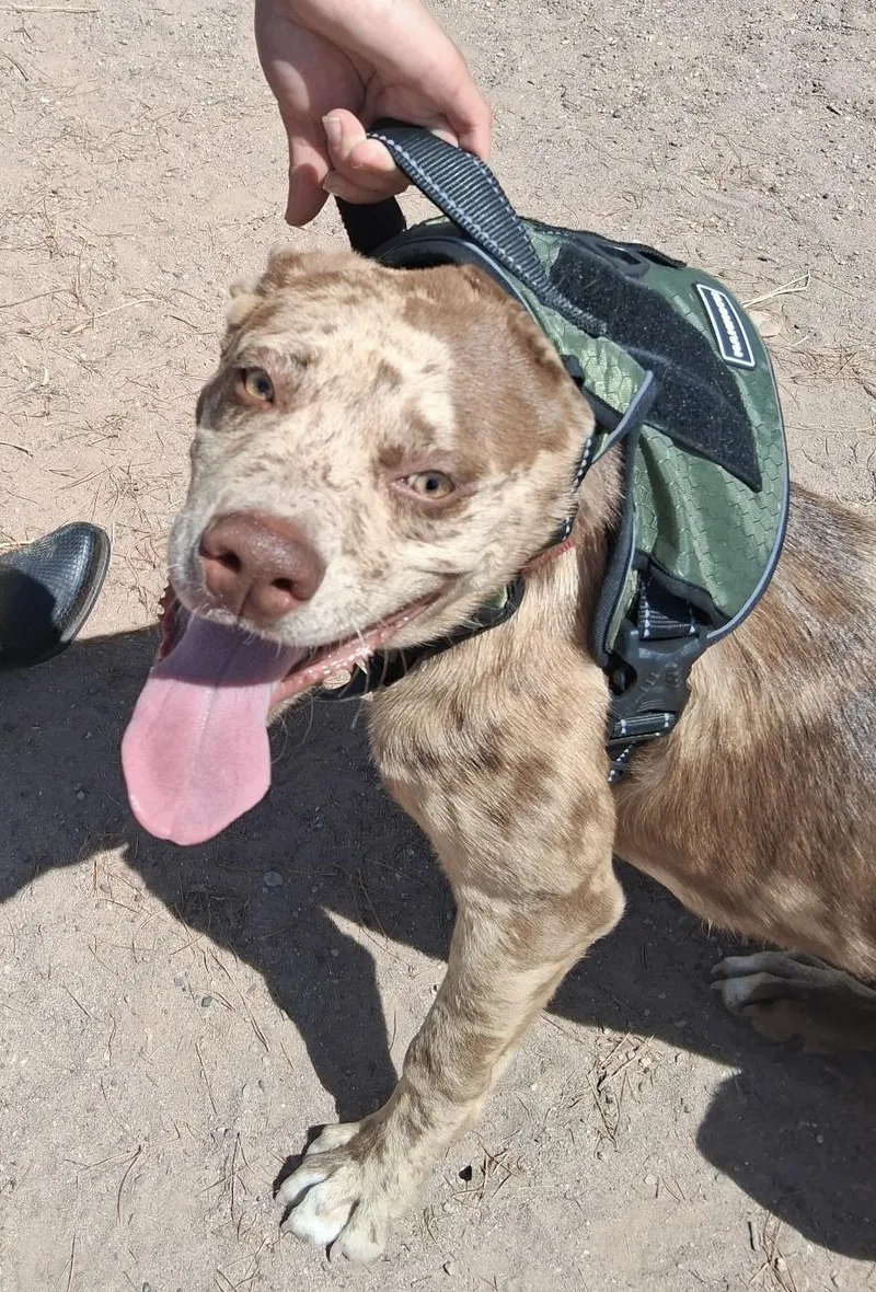 A young medium-sized male Brindle Catahoula Leopard Dog dog named Colt for adoption in Deming, NM