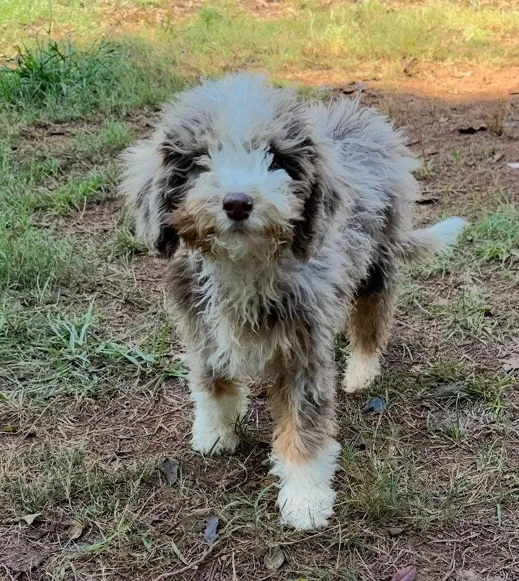 A baby medium-sized female Aussiedoodle dog named Adelaide for adoption in Mooresville, NC
