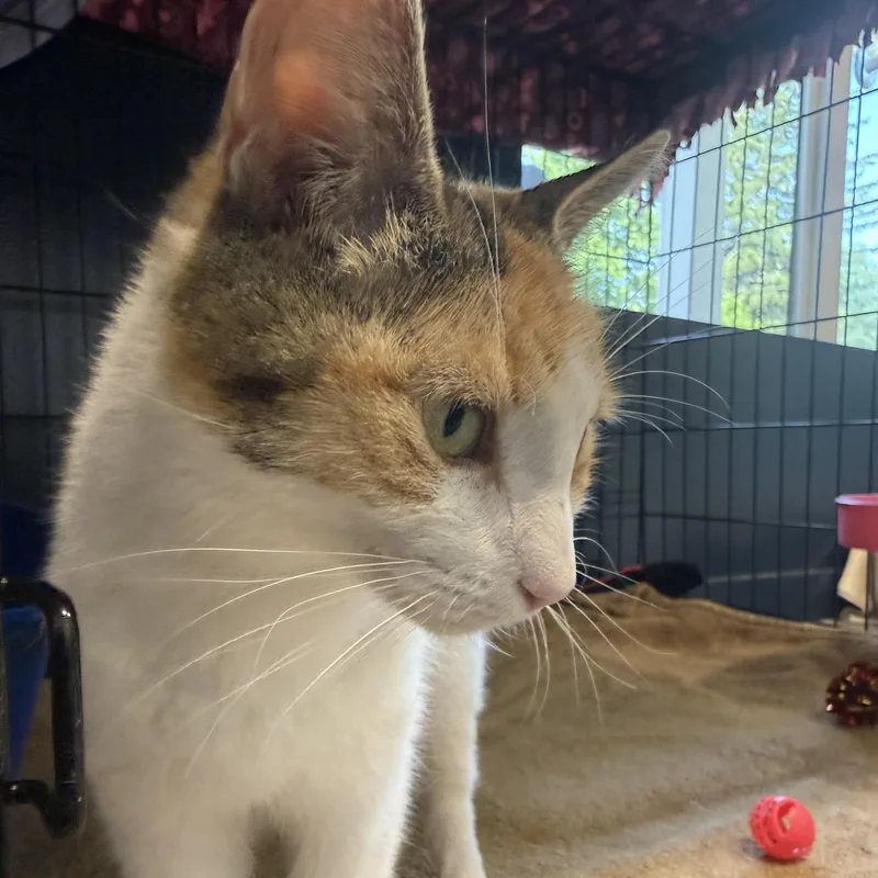 A young medium-sized female Calico cat named Skittles for adoption in North Haven, CT