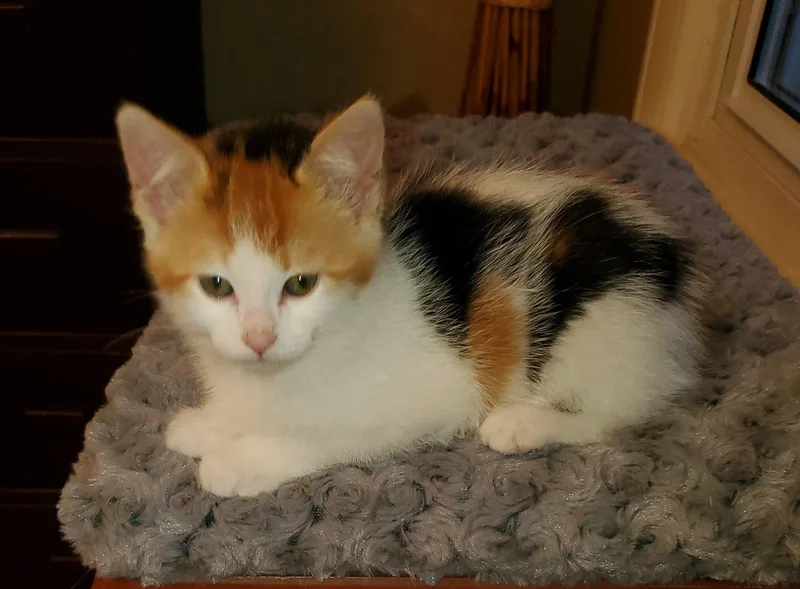 A baby medium-sized female Calico cat named Fg Litter Cyndi for adoption in Livonia, MI