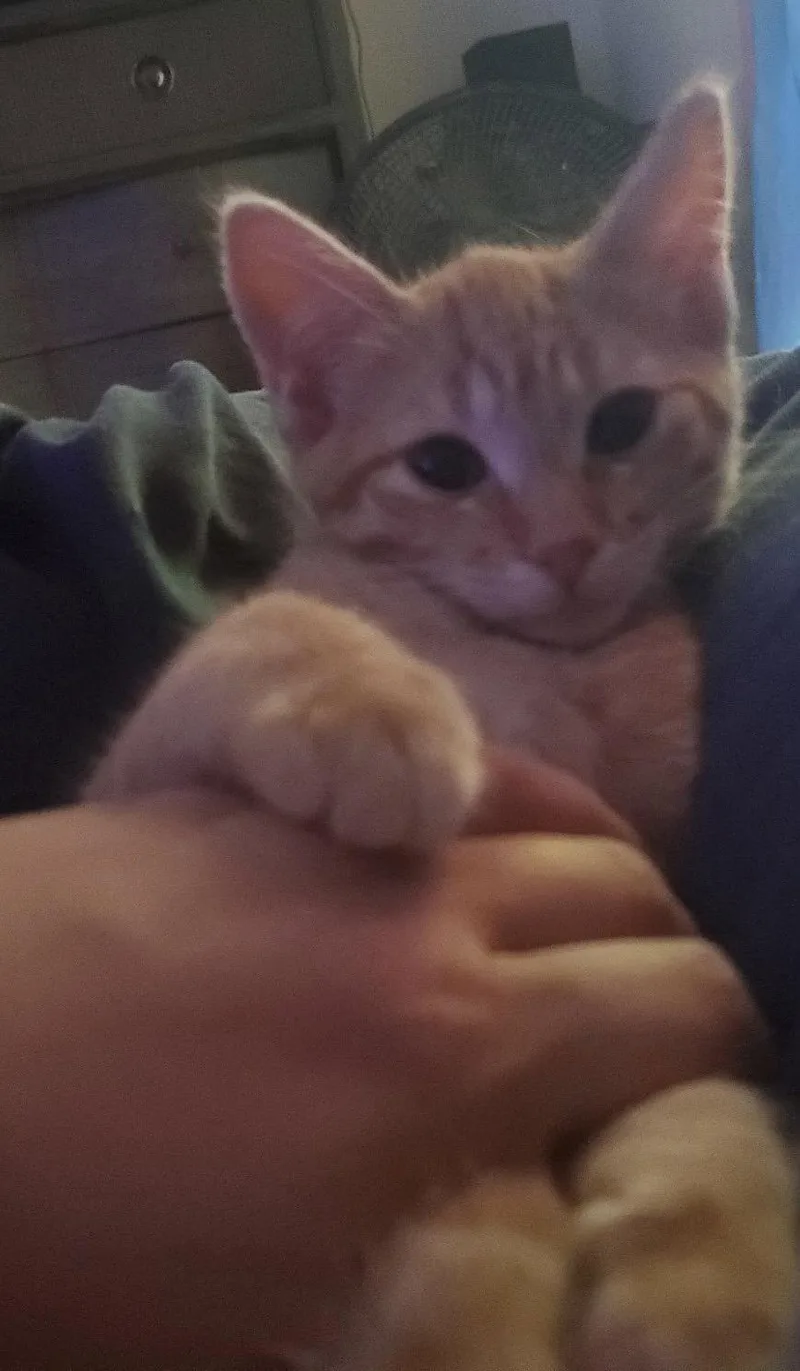 A baby medium-sized female Domestic Short Hair cat named Shine for adoption in Walled Lake, MI
