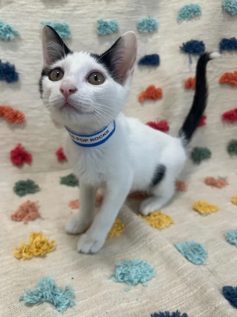 A baby medium-sized male Domestic Short Hair cat named PopRocks for adoption in Denham Springs, LA