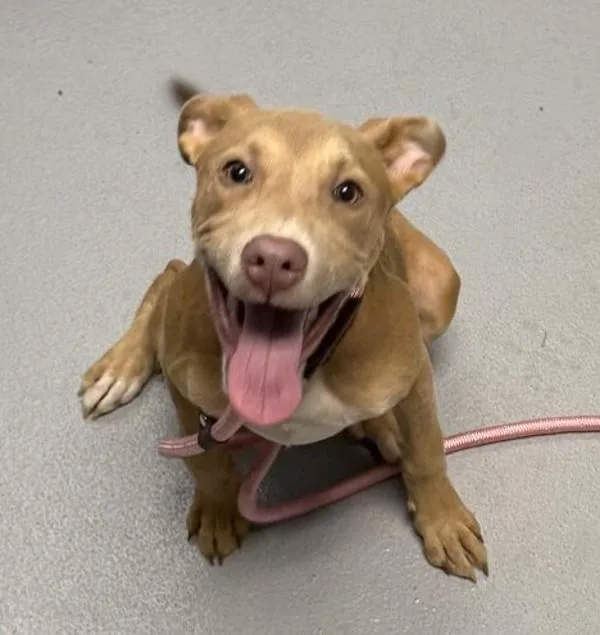 A baby medium-sized female Labrador Retriever dog named Pen  Patti for adoption in Lawrenceville, GA