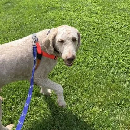 Kiko