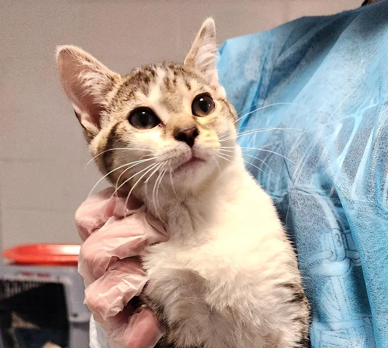 A young medium-sized female Domestic Short Hair cat named Jeri for adoption in Greenfield, IN