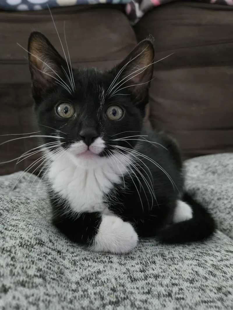 A baby medium-sized male Black & White / Tuxedo Domestic Short Hair cat named Brody for adoption in Stewartsville, NJ