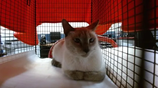 A young small-sized female Siamese cat named Mia for adoption in Miami, FL