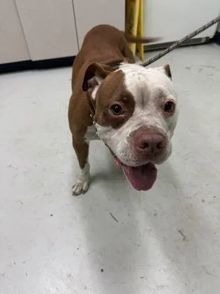 An adult large-sized male Mixed Breed dog named Mugi for adoption in Savannah, GA