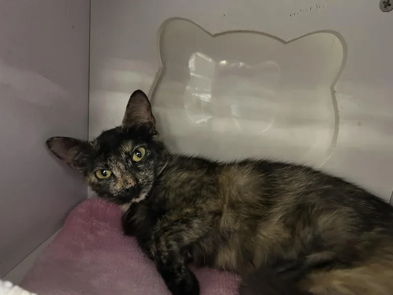 A young small-sized female Domestic Short Hair cat named Stardust for adoption in Orlando, FL
