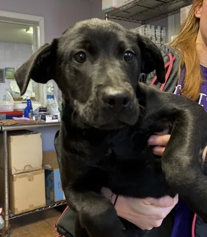 A baby medium-sized male Labrador Retriever dog named Waffle aka ZUMBA for adoption in West Chester, PA