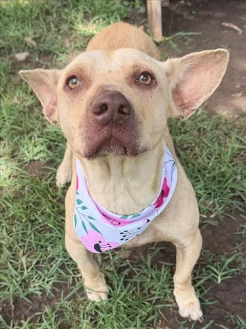 An adult medium-sized female Pit Bull Terrier dog named Mrs. Pibb for adoption in Tulsa, OK