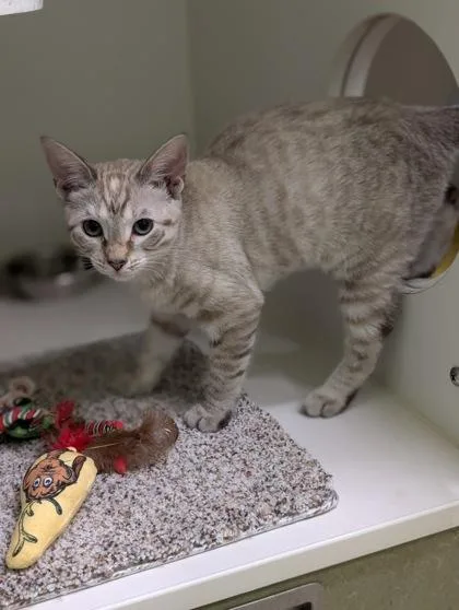 An adult small-sized female Domestic Short Hair cat named Dj for adoption in Mansfield, TX