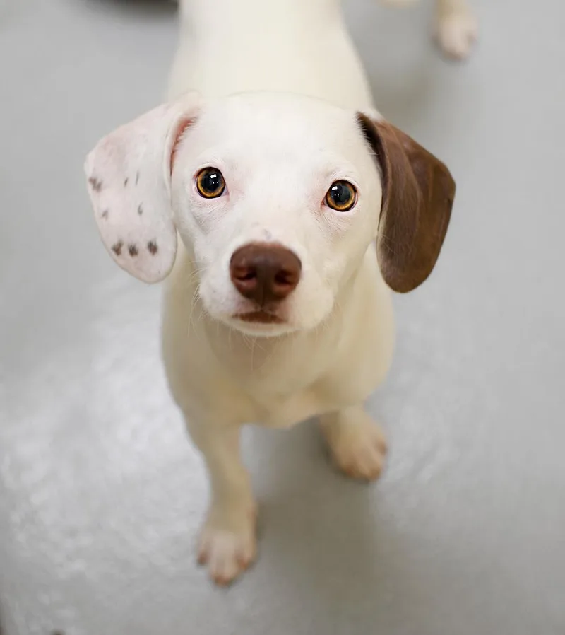 An adult small-sized male White / Cream Chihuahua dog named Snowball for adoption in Pontiac, MI