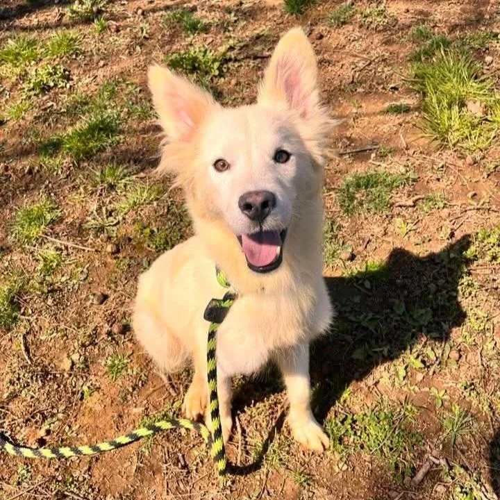 A young medium-sized male Yellow / Tan / Blond / Fawn Golden Retriever dog named Spud for adoption in Phoenixville, PA