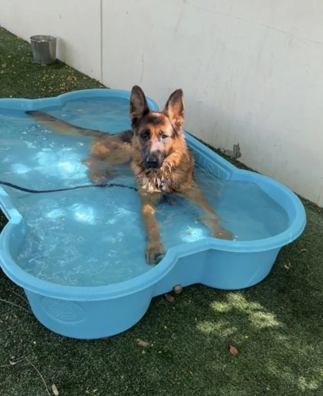 A young large-sized female German Shepherd Dog dog named Misty for adoption in Chatsworth, CA