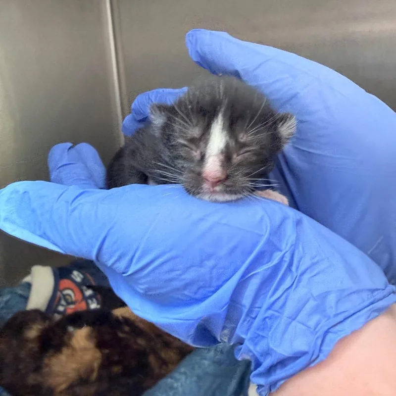 A baby small-sized male Black Domestic Short Hair cat named Tivoli for adoption in Auburn, AL