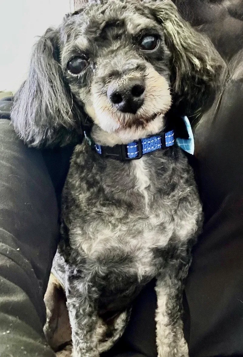 A senior small-sized male Poodle dog named Boots for adoption in Omaha, NE
