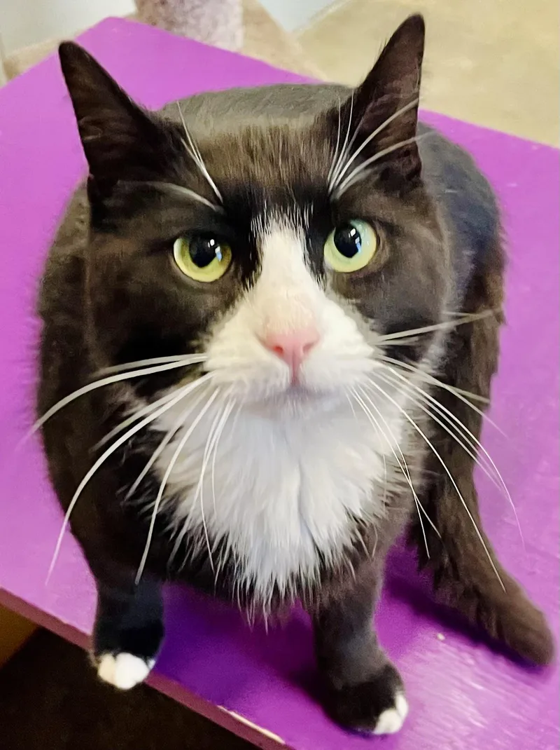 An adult medium-sized female Black & White / Tuxedo Domestic Short Hair cat named Sunshine for adoption in Columbus, IN