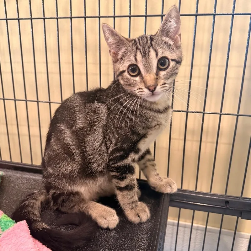 A baby small-sized male Brown / Chocolate Domestic Short Hair cat named Sundance for adoption in Saint Charles, MO