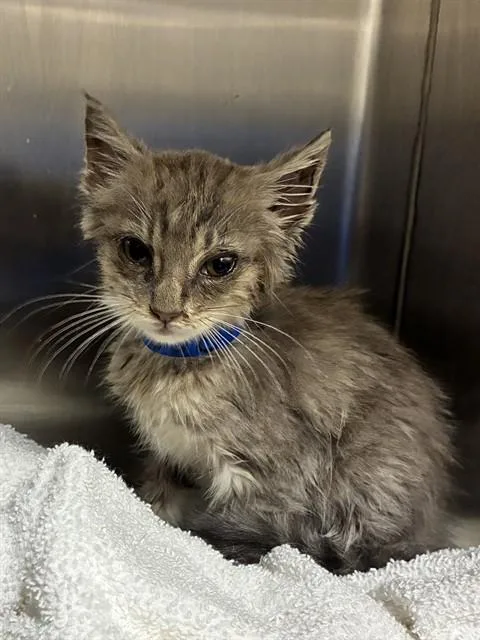 A baby small-sized male Domestic Short Hair cat named Ollie for adoption in Upper Marlboro, MD