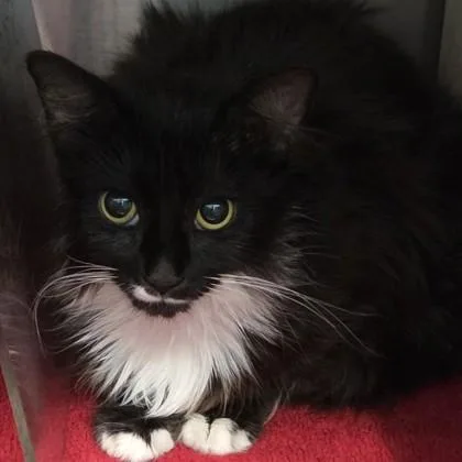 An adult medium-sized female Domestic Short Hair cat named Stache for adoption in Voorhees, NJ