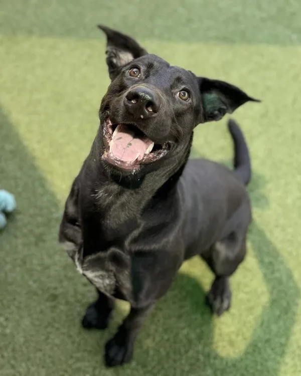 A young large-sized male Labrador Retriever dog named Kelp for adoption in Canton, GA