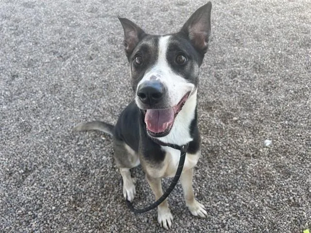 A young large-sized female Australian Kelpie dog named Sabrina for adoption in Mesa, AZ