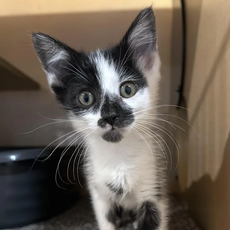 A baby small-sized male Domestic Short Hair cat named Boba Pearl for adoption in Washington Township, OH