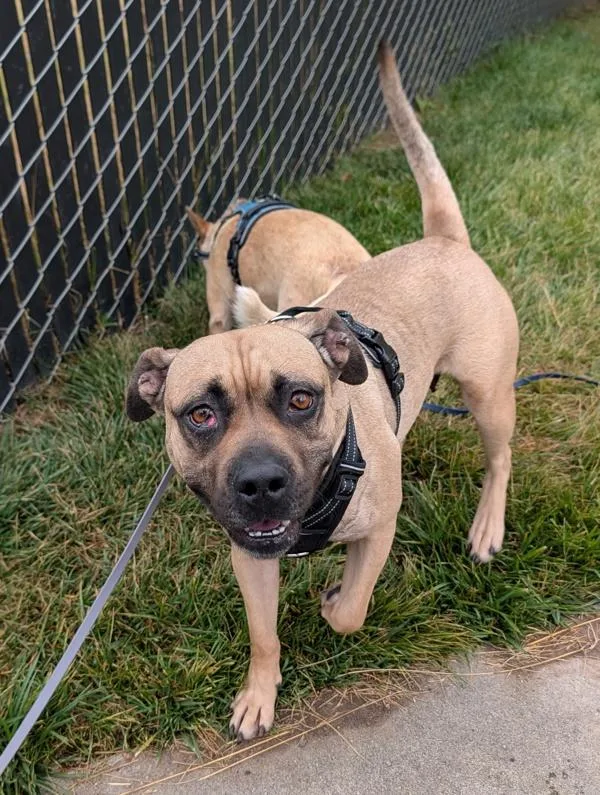 An adult medium-sized female Mastiff dog named Subaru for adoption in Santa Rosa, CA