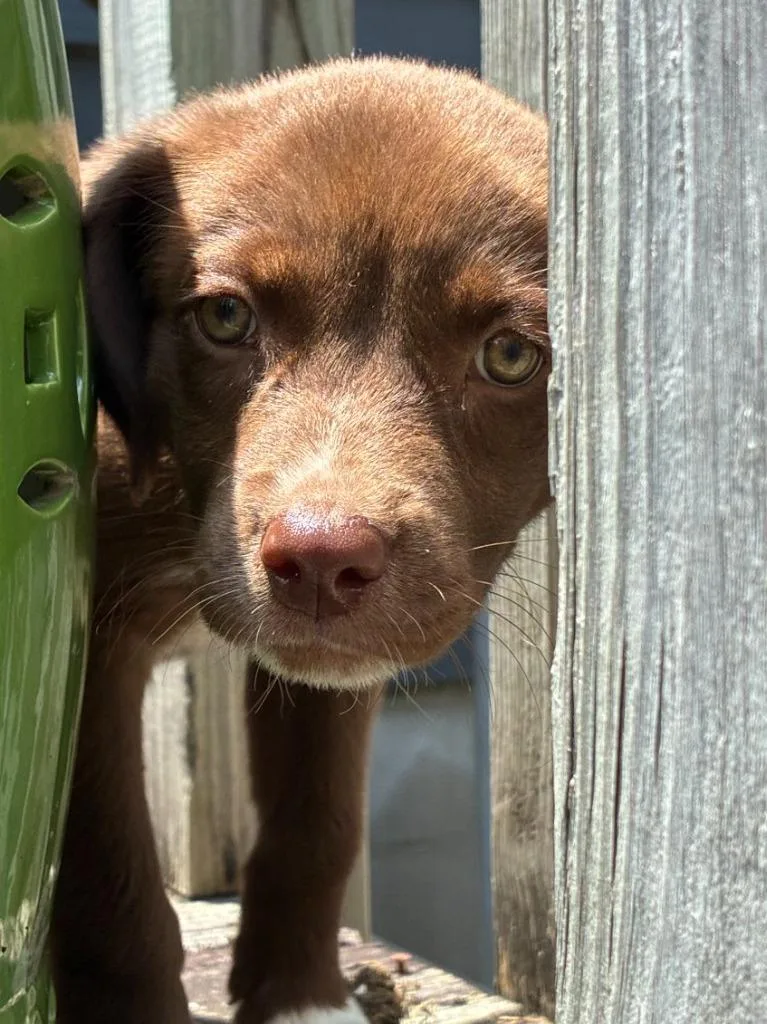 A baby large-sized female Labrador Retriever dog named Cocoa Pearl for adoption in Little Rock, AR