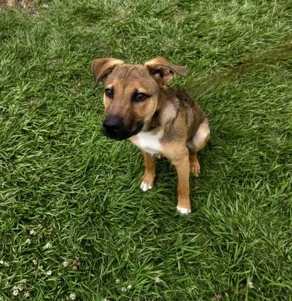 An adult large-sized male Shepherd dog named Rambo for adoption in Houston, TX