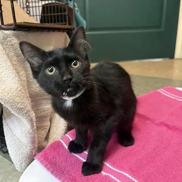 A baby small-sized male Black Domestic Medium Hair cat named Bop for adoption in Pasadena, CA