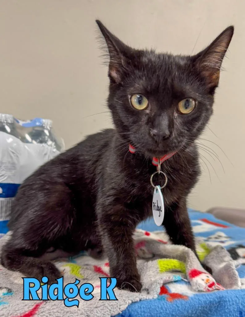 A baby medium-sized male Domestic Short Hair cat named Ridge K for adoption in Rome, GA