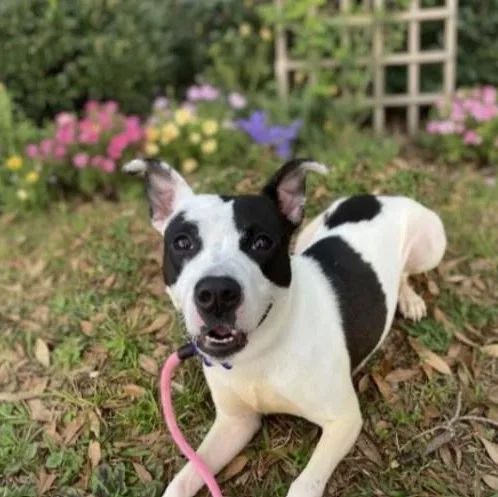 An adult medium-sized female Mixed Breed dog named Annie for adoption in Palm Harbor, FL