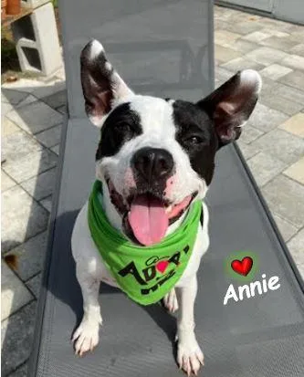 Annie thumbnail 5