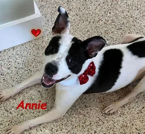 Annie thumbnail 6