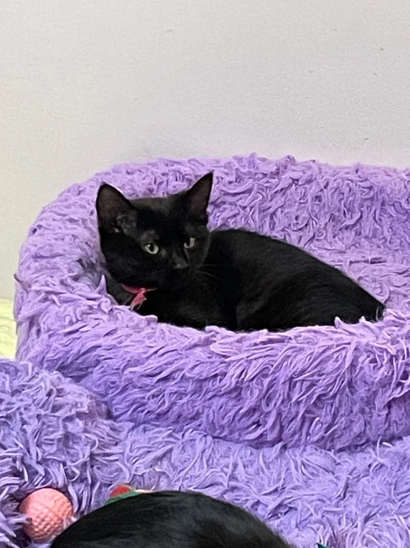 An adult medium-sized female Black Domestic Short Hair cat named Cindy for adoption in Garden City, MI