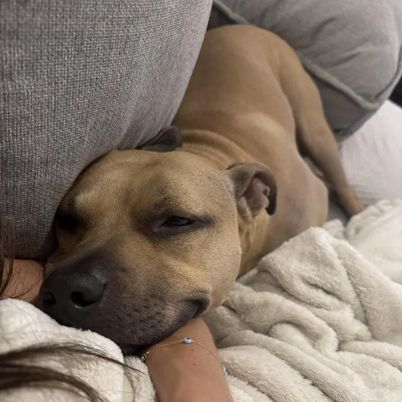 An adult medium-sized male Yellow / Tan / Blond / Fawn Pit Bull Terrier dog named Stan for adoption in Dallas, TX