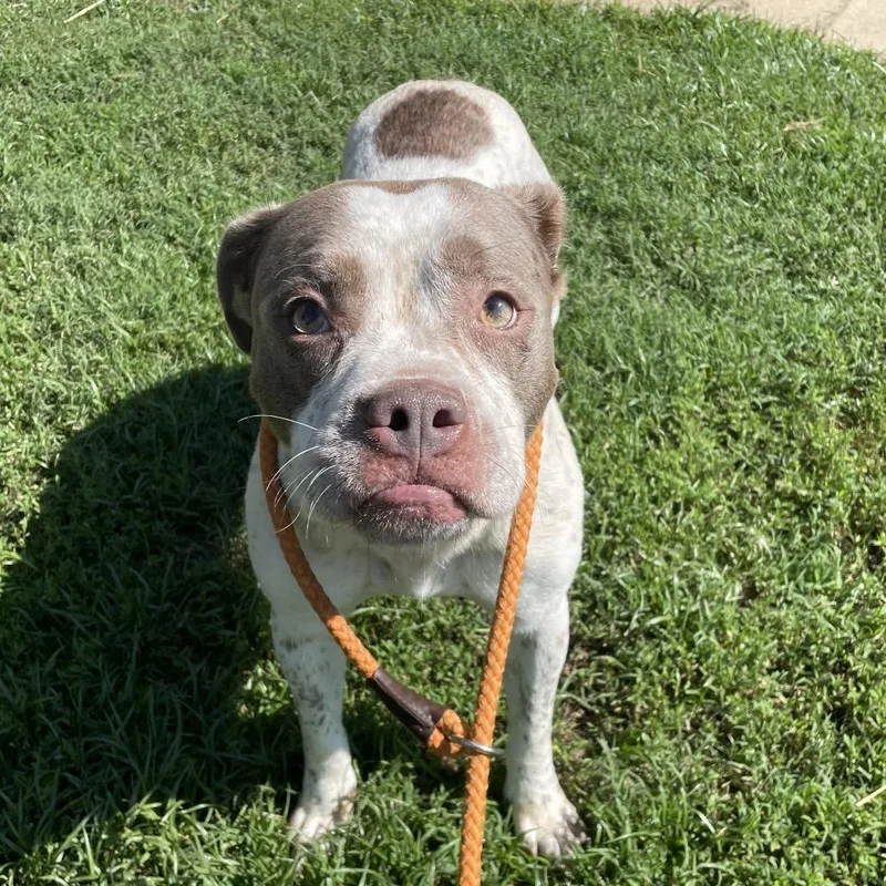 An adult medium-sized female Yellow / Tan / Blond / Fawn Mixed Breed dog named Taylor for adoption in Chattanooga, TN
