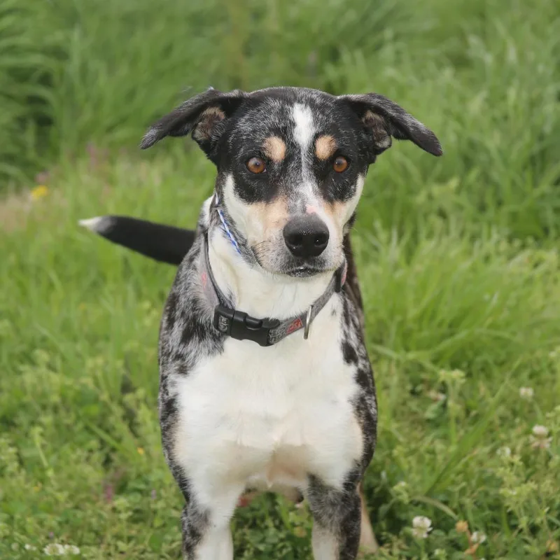 Clorisa S thumbnail 6