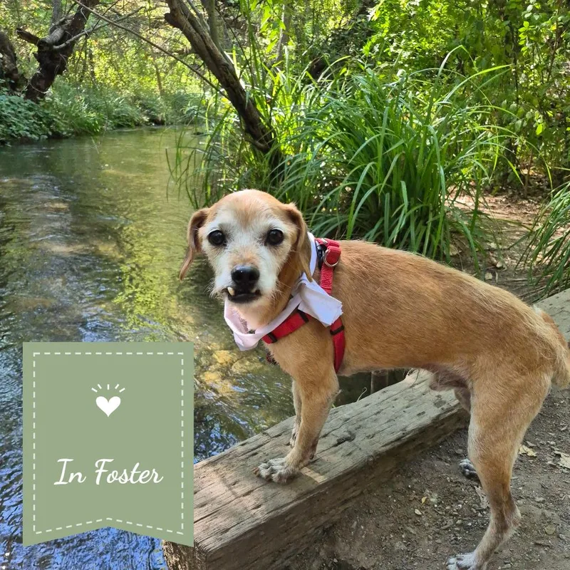 A senior small-sized male Yellow / Tan / Blond / Fawn Terrier dog named Todd for adoption in Chico, CA