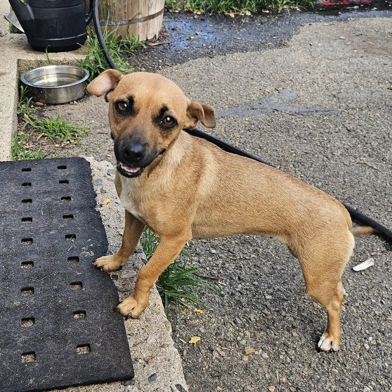 A young small-sized female Corgi dog named Trixie for adoption in Ringwood, NJ