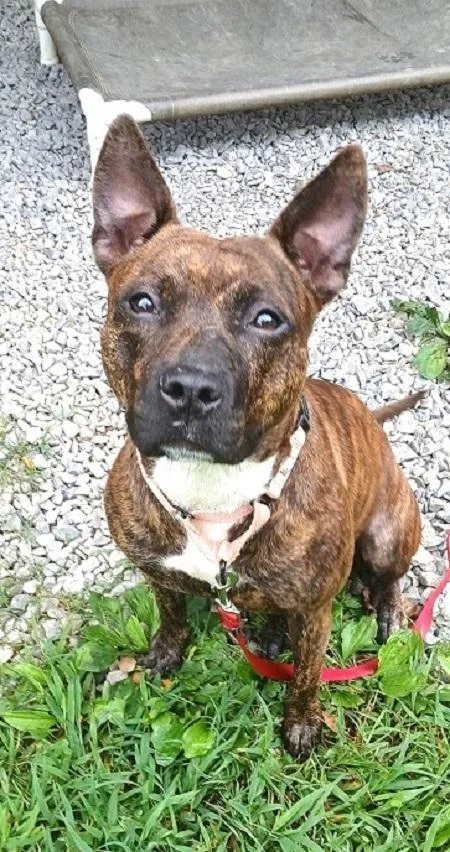An adult medium-sized female Terrier dog named Millie for adoption in Pegram, TN