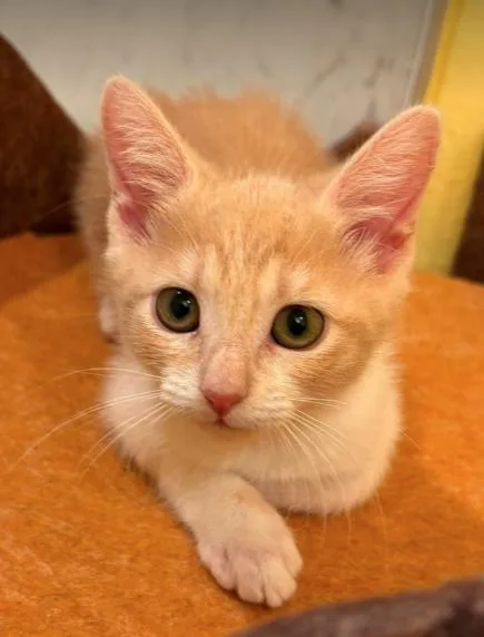 A baby medium-sized female Tabby (Orange / Red) Domestic Short Hair cat named Grace for adoption in oceanside, CA