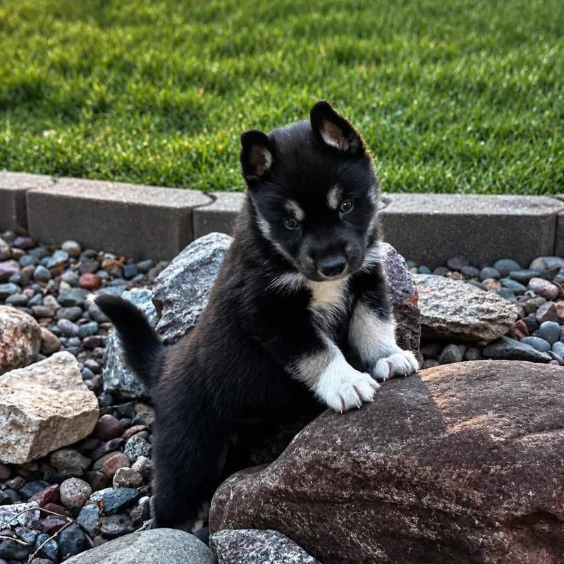 A baby medium-sized male Black Siberian Husky dog named Marley for adoption in Blaine, MN