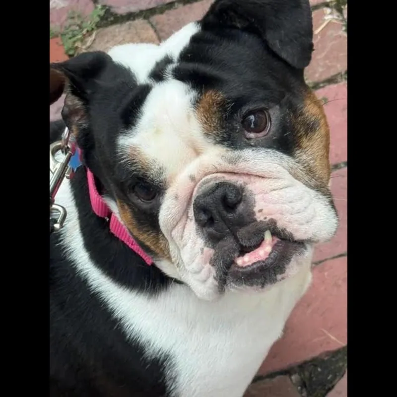 An adult medium-sized female Tricolor (Brown, Black, & White) English Bulldog dog named Baby Judy for adoption in Midlothian, VA
