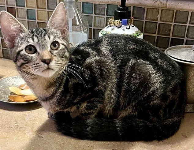 A baby medium-sized female Tabby (Brown / Chocolate) Tabby cat named Raspberry for adoption in Los Angeles, CA