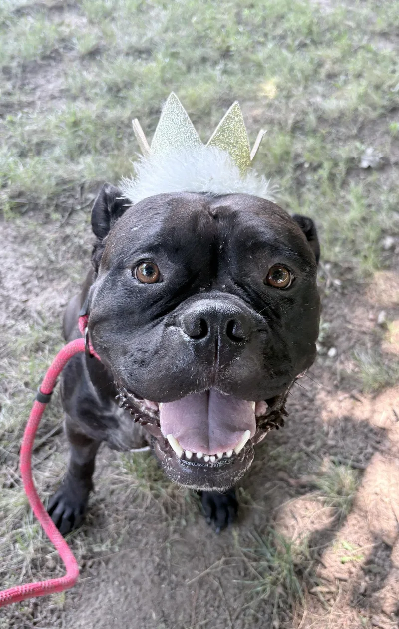 An adult extra large-sized female American Bulldog dog named Dolly for adoption in Oxford, MI